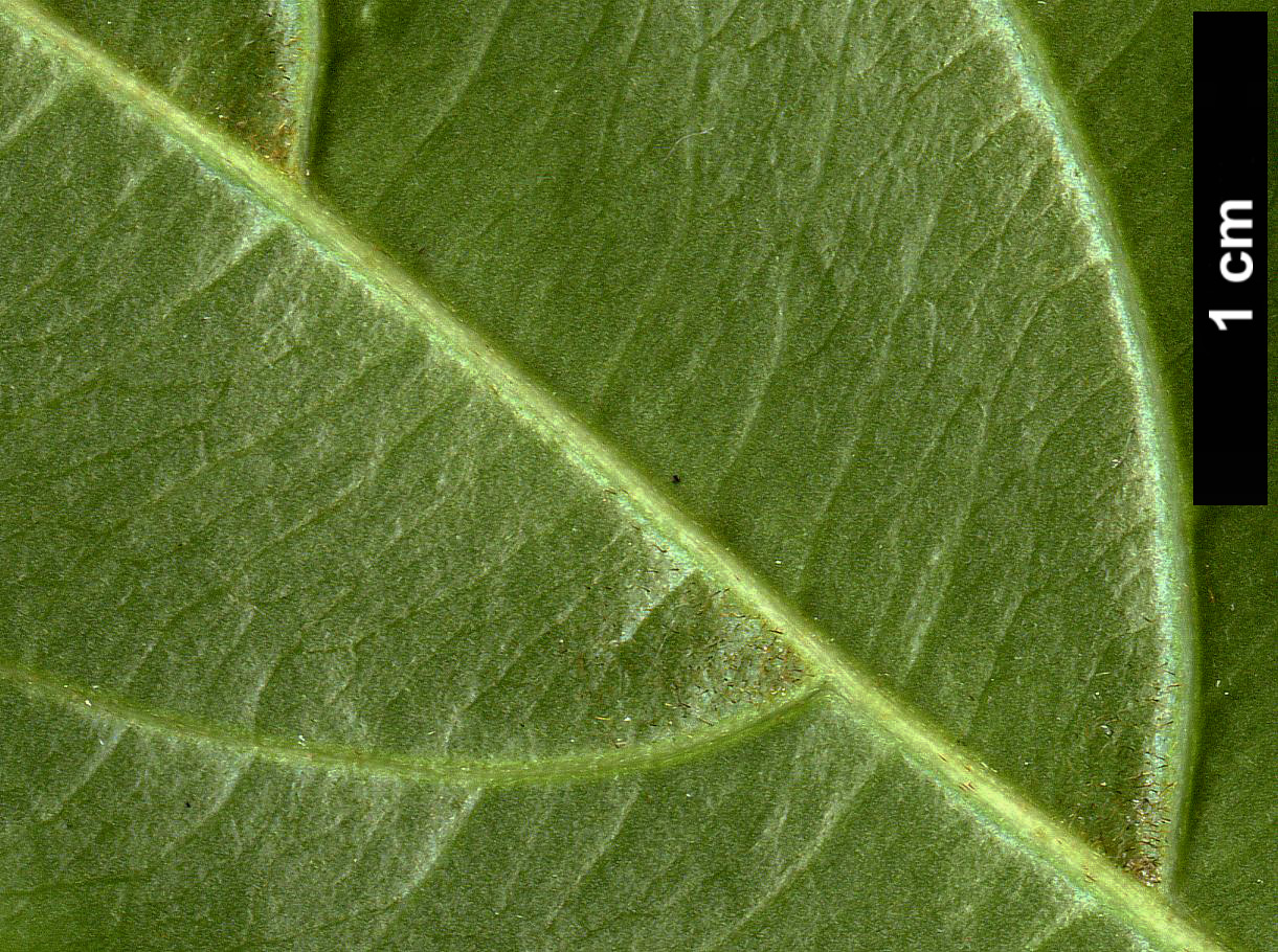 High resolution image: Family: Cornaceae - Genus: Cornus - Taxon: hongkongensis - SpeciesSub: subsp. melanotricha